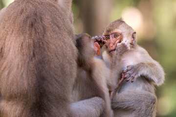 Monkey siblings playing