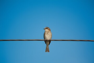 Bird perched on wire stands out against clear blue sky