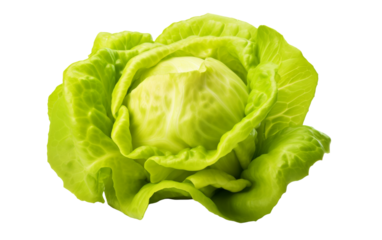 A single head of lettuce, vibrant green and crisp, resting on a sterile white background