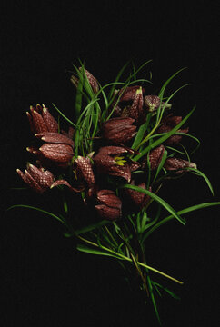 Moody flora. Vintage bouquet fritillaria meleagris hazel grouse flowers on a black background. Blur and selective focus. Extreme flower Close-up