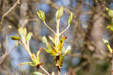 bud of a chestnut tree