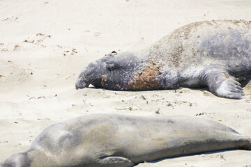 Northern Elephant seals laying on a sand beach
