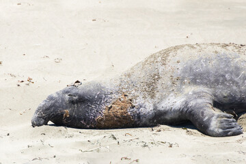 Elephant seal laying on a sand beach
