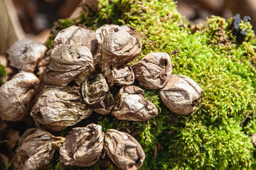 Puffballs on moss-covered log