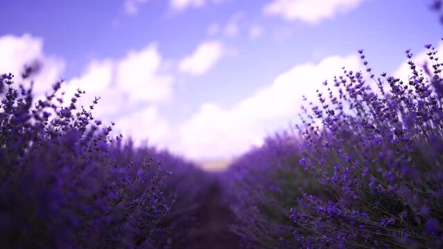 Blooming lavender field. Beautiful purple flowers. Regional organic cultivation.