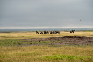 wonderful clan of elephants in kenya africa