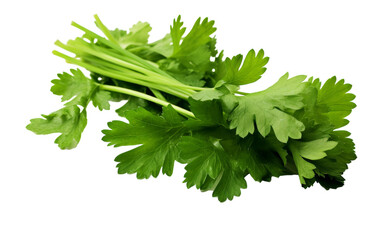 A vibrant bunch of parsley stands out against a white background