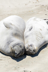 Elephant seals laying on a sand beach
