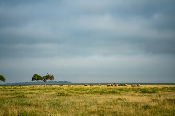 wonderful clan of elephants in kenya africa