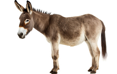 A small donkey stands gracefully on a pure white background