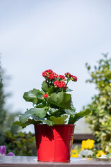 red kalanchoe flowers in a pastel pot displayed on garden table - 772566818