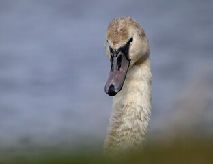 Close up of mute swan
