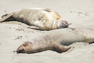 Northern Elephant seals laying on a sand beach
