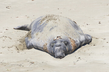 Northern elephant seal laying on a sand beach
