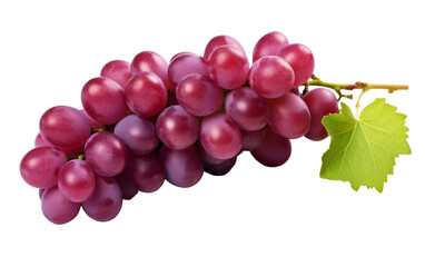 A cluster of grapes, ripened to perfection, hangs gracefully from a slender vine branch