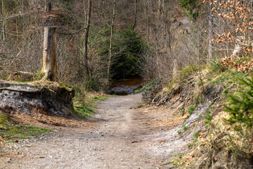 Forest path in the Teutoburg Forest