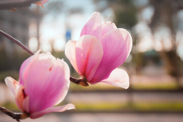 Pink magnolia flowers blooming in spring. Magnolia tree blossom against city background. Macro photo. Close up. Selective focus. Blurred background.