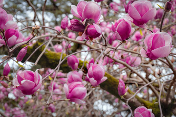 Blooming magnolia tree in spring. Blossoming branches with many pink flowers and buds. Close up. Selective focus. Blurred background.