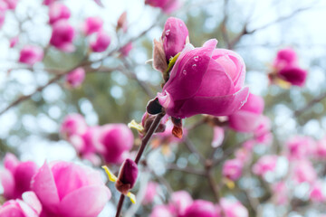 Fresh magnolia flowers blooming in spring. Pink magnolia tree blossom against light sky. Macro photo. Close up. Selective focus. Blurred background.