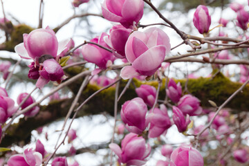 Close up of blooming pink magnolia flowers. Magnolia tree blossom in springtime. Selective focus. Blurred background.