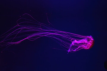 Fluorescent jellyfish swimming underwater aquarium pool with red neon light. The Japanese sea nettle chrysaora pacifica in blue water, ocean. Theriology, biodiversity, undersea life, aquatic organism © katyamaximenko
