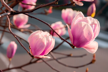 Close up of pink magnolia branches with flowers blooming in spring. Magnolia tree blossom under the...