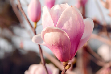Close up of blooming fresh pink flowers and buds of magnolia. Magnolia tree blossom in spring. Macro photo. Selective focus. Blurred background.