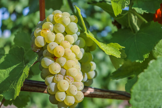 Close up with beautiful day light on white grape. Silvaner, used to make German wine Sylvaner. Macro shot outdoor in vineyards, with green leaf and background. W&uuml;rzburg, Franconia, Bavaria, Germany