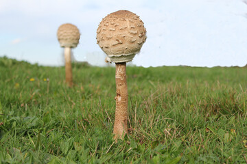 a young parasol mushroom with a round cap and a long stem in a green meadow in a forest in autumn closeup