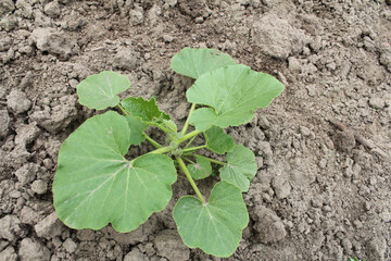 a pumpkin seedling in a field closeup
