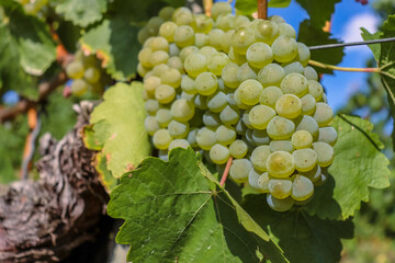 Close up of large white ripe grapes hanging on a branch. Grape farming. Grapes farm. Big tasty green grape bunches. Blue sky on the background. With Selective Focus.