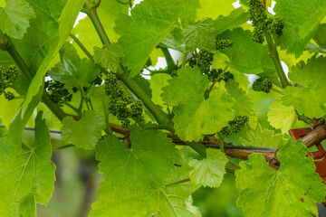 The vineyard in spring. Green vine leaves with tendrils and wine shoots growing in spring. Grape...