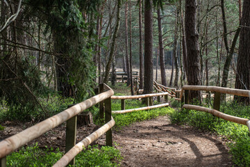 The path to the moor in the Teutoburg Forest