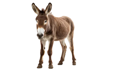 Zelfklevend Fotobehang A diminutive donkey stands proudly atop a gleaming white floor © FMSTUDIO