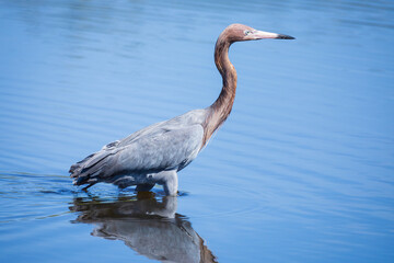 Reddish Egret at Merritt Island National Wildlife Refuge, Florida.