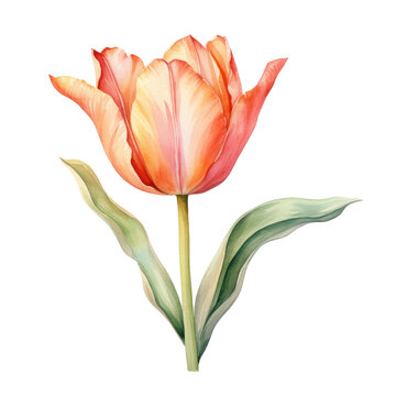 Hand drawn watercolor painting of tulip flower