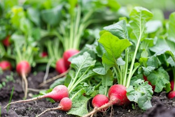 Group of Radishes Growing in a Garden
