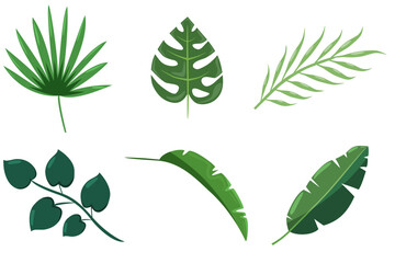 Collection of exotic tropical leaves: Rapalostylis, Rapis, fern. A set of Hawaiian plants. Vector elements are highlighted on a white background. Realistic botanical illustration.