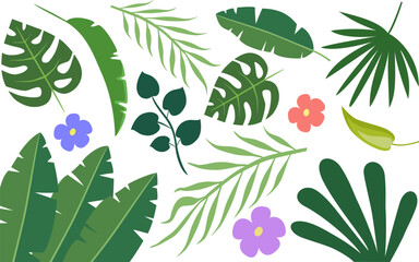 A collection of exotic tropical leaves: Rapalostylis, Rapeseed, fern and flowers. A set of summer plants. Vector elements are highlighted on a white background.