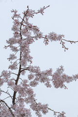 枝垂れ桜が春の心地よい風に靡く