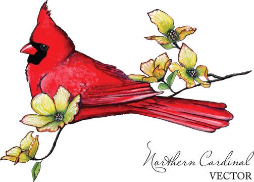 Vector illustration of an original hand painted northern cardinal sitting on a flowering dogwood branch