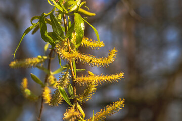 Salix alba tristis © Anja