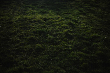 lawn grass in the village during 