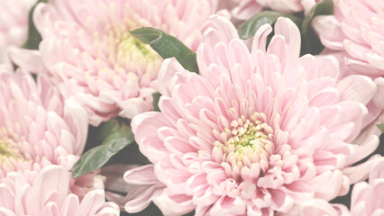 A bouquet of pink chrysanthemums flowers with green leaves. The flowers are arranged in a way that they are all facing the same direction. Scene is one of beauty and elegance