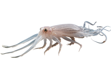 A squid with extraordinarily long legs and a tail swims gracefully through the ocean depths