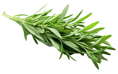 Fototapeta premium A cluster of vibrant green leaves delicately resting on a pristine white backdrop