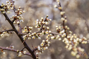 Fototapeta premium prunus spinosa closeup