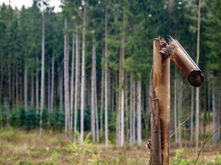 Wiederaufforstung durch Anpflanzen junger Bäume im Mischwald