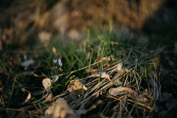 forest snowdrop flower in the spring in the forest