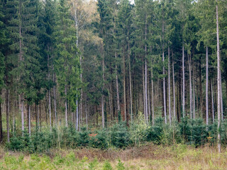 Wiederaufforstung durch Anpflanzen junger Bäume im Mischwald
